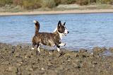 CORGI CARDIGAN 184